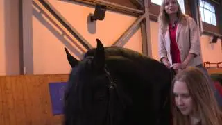 Лошади фризской породы