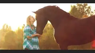 Friesian Horse