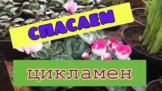 Болезни и вредители цикламена.