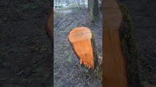 ДЕРЕВО КРАСНОЕ!