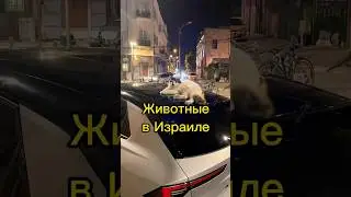 Животные в Израиле. Тель-Авив. Питьевые фонтанчики.  Кошки, собаки. #путешествия#tiktok#рекомендации