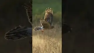 Hen harrier female