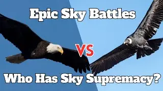 8 Birds Competing for Sky Supremacy