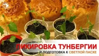 Пикировка тунбергии. Подготовка к Светлой Пасхе. 2 в 1))