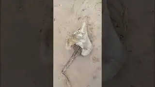 На пляже обнаружен загадочный скилет, что это?