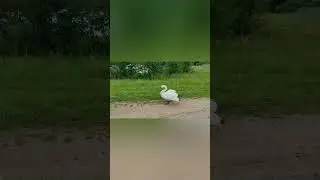 Дикая природа! Лебеди. Родительское сердце охраняет своих детёнышей!