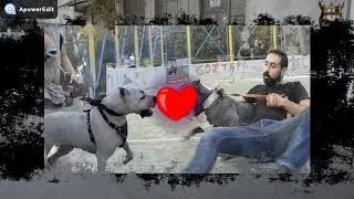 Köpeğimize Allah Rahmet Eylesin #bulut PitbulLKrallığıTürkiye