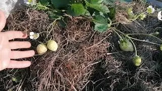 Моя клубника НСД сорта.