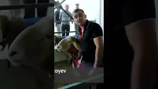 кучкор гризлы 