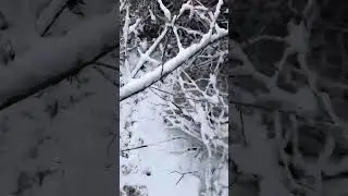 Фазанчики и поиск лабрадора)