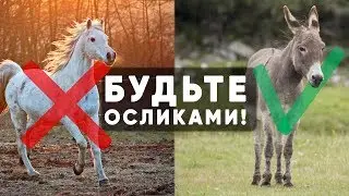 Будьте осликами - от работы дохнут кони