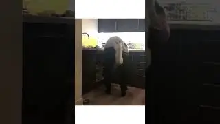 Funny Cat||Cat Annoying Owner #Shorts