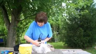 English Angora rabbit getting wool trimmed with clippers