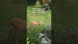 Návštěva 😍 #život #zivot #naturelovers #divočina #priroda #cesko #love #zvířata #animals