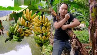 PRIMITIVE SKILLS; Harvest bananas - Make Pig Barn Doors and Wooden Feeding Troughs for Pigs