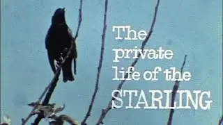 The Private Life of the Starling