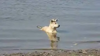 ну и жара