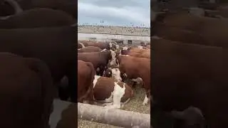 мощные быки на продажу