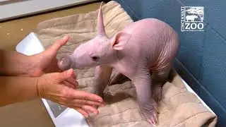 Weighing a Baby Aardvark is Not Easy - Cincinnati Zoo