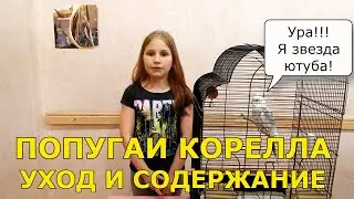 Попугаи Корелла - уход и содержание