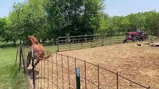 Horse Summersault over fence