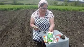 Травень. Які огірки сіємо у відкритий грунт? Старовинний секрет високого врожаю огірків.