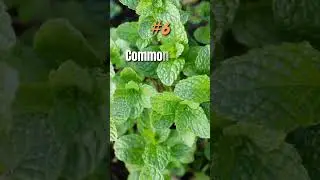 Mosquito repellent plants for home 