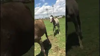 Марсель показывает шоу. 325 #лошадь  #horse   #pferde   #cheval    حصان# #short #shorts