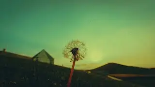 The Ambientalist - Dandelion Down (2023 Extended Mix)