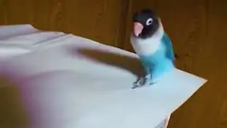 Hilarious dancing parrot loves to tap dance