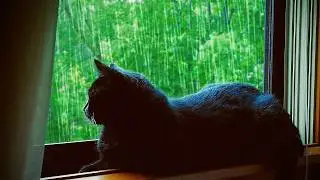 ☔ 2 Hours Gentle Rain Sounds ☔ Low Rumble Thunder / Sleep and Relaxation Ambience