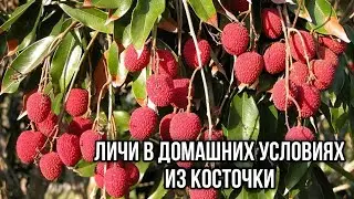 Личи. Как посадить личи в домашних условиях из косточки.