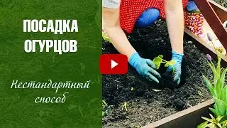 Посадка огурцов в открытый грунт - Огурцы Нестандартный способ посадки. Урожайный огород с HitsadTV