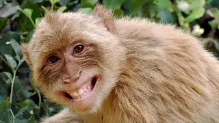 Little Laughing Monkey (Revised)