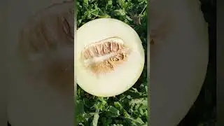 Сладкая дыня