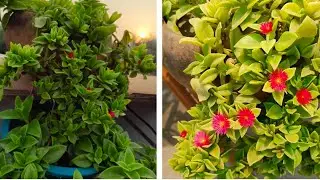 Baby Sunrose complete care video  |Grow from cutting|