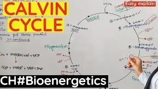 Calvin Cycle | Light independent Reaction of photosynthesis| C3 pathway of photosynthesis