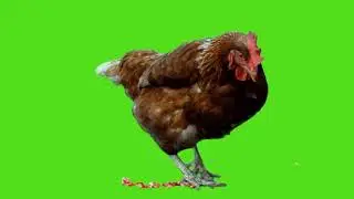 Chicken Green Screen (HD) - No Copyright!