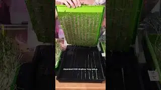 Soil Free Broccoli Microgreen Roots: Comparing Three Tray Setups! 🌱🔍 #garden #microgreens
