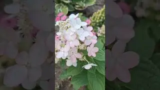 Перевтілення гортензій😍 #квіти #flowers #дачнийагроном #garden #сад #гортензії #краса #літо