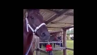 Конь кальянщик #юмор #прикол #животные #конь #лошадь
