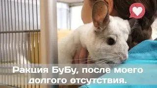Реакция БуБу, после моего долгого отсутствия, привязываются ли шиншиллы к хозяину???