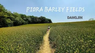 Piora Barley Fields | Dangjin