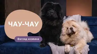 Chow Chow: All About the Breed, Pros and Cons - 