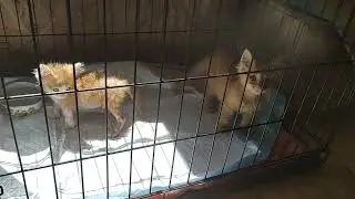 котята из черной передержки. Сказали держать так, чтобы был доступ к солнышку