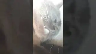 как-же вам повезло жить со мной в это время #юмор #кот