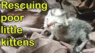 Rescuing newborn poor little Kittens from our backyard #kitten #cutecat #cats #animals #paws