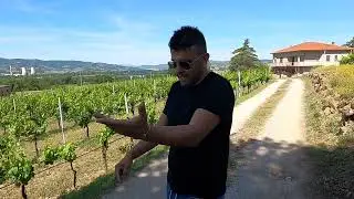 Looking around the vineyards at Tiberi with Federico