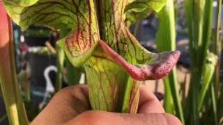 Sarracenia 'Reptilian Rose' Pitcher Plant!