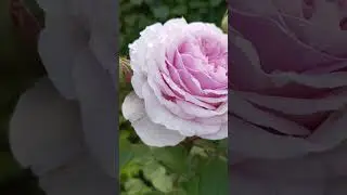 Безупречная роза «Джеймс Гэлвэй»